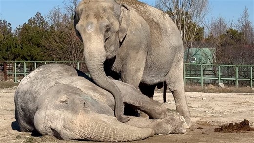 Heartbreaking video shows circus elephant mourning death of partner