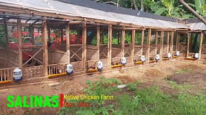 256K views · 3K reactions | At the CPU Research Center for Philippine Native Chicken, we have used innovative techniques to bridge the gap between chicken raisers and the niche market. The Salinas Native Chicken Farm in Oton, Iloilo, is one of our partner farms, providing the market with safer, more nutritious, and healthier-dressed native chicken. | Philippine Native Chicken | Facebook