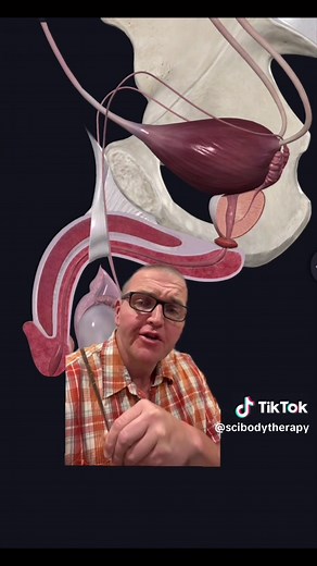 Exploring the Prostate Gland: A Comprehensive Guide