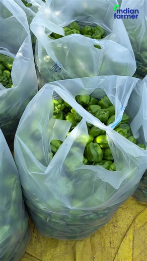 Thrips से लड़ने से पहले उनका life cycle समझो 🪰💯 #IndianFarmer #KisanSamman #CleanFoodMovement #ProudFarmer #FarmingWithRespect #thripscontrol #pestcontrol | Courses by Indian Farmer