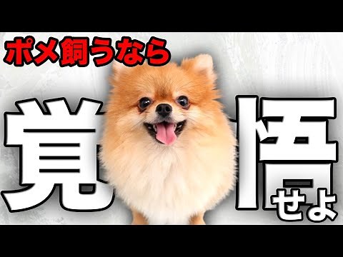 [Explanation] Check this out before you get one! We'll tell you about the charms of Pomeranians a...