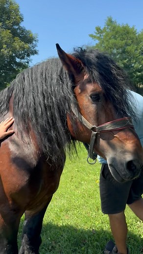 917K views · 10K reactions | Ce parere ai despre acest cal? #aervoh #cai #romania | Haidainlume | Facebook