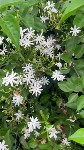 “10 varieties of jasmine plants in one combo – fill your garden with fragrance and beauty!