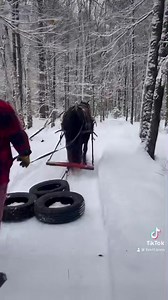 Notre belle province, Le Québec ⚜️ #Le_Cheval_Canadien🇨🇦 #FirstFarmsCanadianHorses⚜️ | First Farms Canadian Horses / Les Premières Fermes Chevaux Canadiens