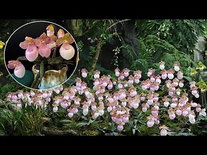 How to grow Paphiopedilum micranthum orchids in pots at home