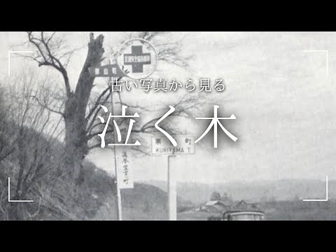 【古い写真から見る栗山町】泣く木
