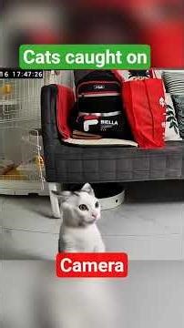 📸 Funny Cats Busted on Home Security Footage! 😹