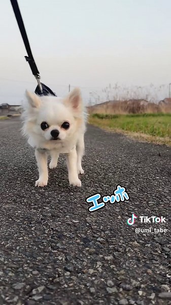 チワワのお散歩のテンションの違い
