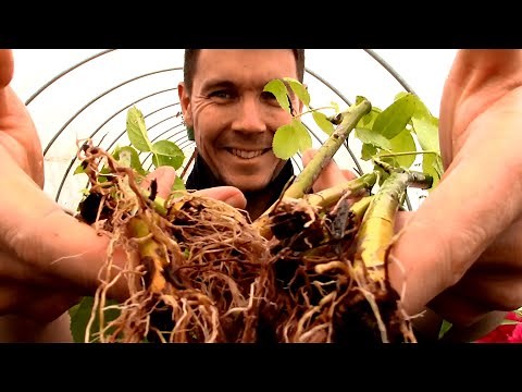 How to Grow Rose Cuttings Start to Finish | 1 year Time Lapse