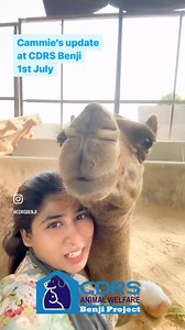 Update on Cammie🐪, sharing a hilarious bonding session with our amazing shelter manager, Sheema! 🌟 Cammie is healing slowly but surely, enjoying her peaceful life at CDRS Benji Shelter. Her leg will take 2-3 months to heal, and only then can we start planning her prosthetic leg. Once our veterinary panel decides she’s ready, we’ll begin harness system exercises. No rush—we’re all about her well-being. #CammieTheCamel #HealingJourney #CDRSBenji #AnimalRescue #PatienceAndLove | CDRS Benji Projec