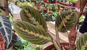 514K views · 10K reactions | Plantita Journey Vlog #67.2 || Amazing Bonsai Bougainvillea and Rare Plants (part 2) For inquiries, contact and location details, please visit their page: https://m.facebook.com/Totoy-Bonsai-Garden-255990378178599/ | Jo Ann Plastina | Facebook