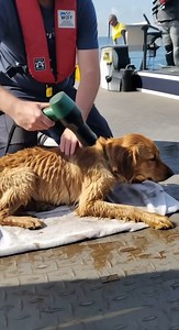 Rescuing a magical friendship between a dolphin and a dog | Fundación Bahía Runners