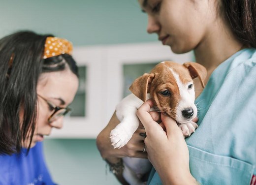 How To Prepare for Your Puppy’s First Vet Visit