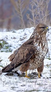 The common buzzard's low murmurs sound like lamentations. Common buzzard (Buteo japonicus). #birds #buzzard | Birds of nature