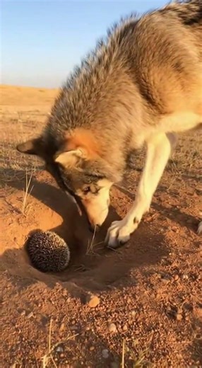 The hedgehog's self-protection gives the wolf a big fright