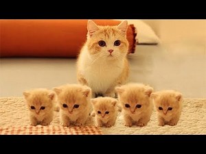 「猫かわいい」 すごくかわいい子猫 - 最も面白い猫の映画 #247