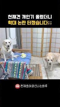 천재견 개인기 올렸더니 학대 논란 터졌습니다