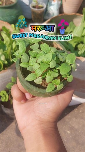 Future Love Gardening on Instagram: ""Grow your own sweet marjoram from seeds! 🌿💚 Sow seeds indoors, transplant outdoors, and enjoy flavorful leaves and flowers. Perfect for cooking, tea, and pollinators! 🌟 . *Growing Tips:🪴 - Sow seeds indoors 6-8 weeks before last frost - Use well-draining soil and keep it moist - Provide 12-14 hours of light per day - Transplant seedlings outdoors when they're 2-3 inches tall *Benefits of Sweet Marjoram: 👩‍🌾 - Attracts pollinators and beneficial insects
