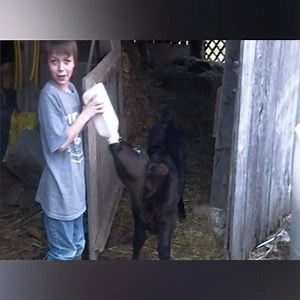 1.7M views · 2.9K shares | Farm living is definitely NOT the life for me  | America's Funniest Home Videos | Facebook