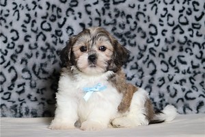 Keith - Shichon Puppy 725F41