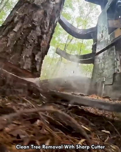 Clean Tree Removal With Sharp Cutter #TreeCutter #ForestryMachine #GroundLevelCut #PowerTools #SmartLogging | lamaestramiel