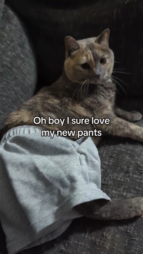 Enjoying Cat-Themed Pants: A Cat Lover's Delight