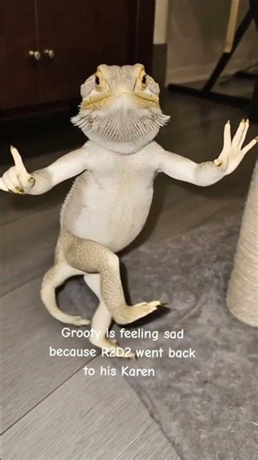 R2 D2 is over the moon that his lovely Karen is back💙