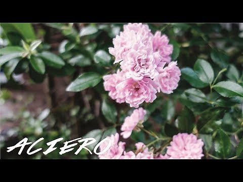 FAIRY ROSES GROWING CARE GUIDE