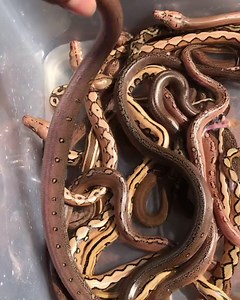 1K views · 25 reactions | HATCHLINGS RETICULATED PYTHON. ❤️ | Brotherhood Reptiles | Facebook