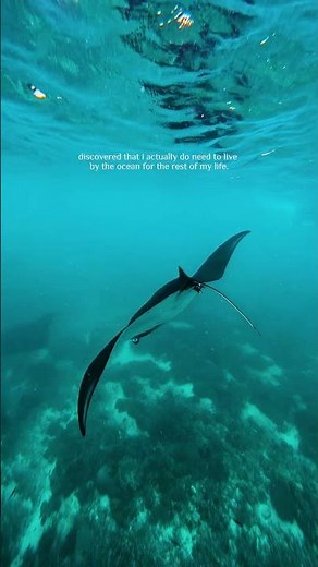 Underwater of Komodo National Park | Komodo Luxury