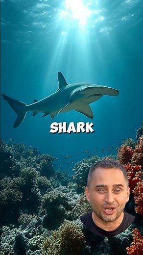 Hammerhead Shark. “The 360° hunter”(Sphyrnidae)