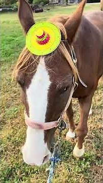 Levi’s journey to the saddle. #horse #equestrianjourney #horsetraining #rescue