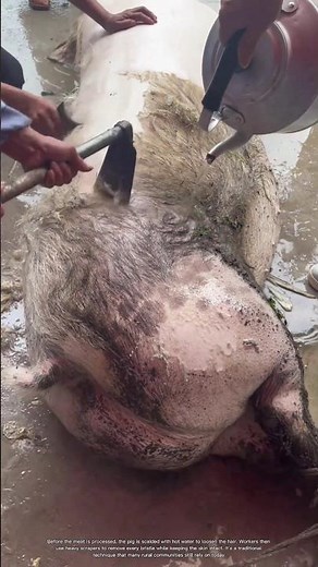Why Farmers Scrape Pig Hair Before Processing the Meat #rurallife #livestocklife #farm
