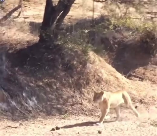 Explore the Fierce World of the Lioness