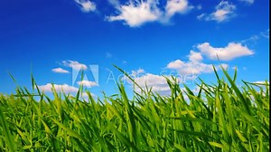 Time-lapse view of grass bending in the breeze under a cloudy sky