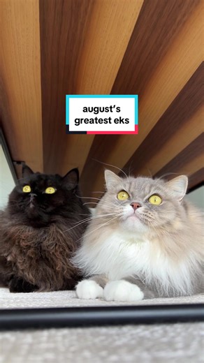 ekekekkekkek compilation 🗣️ August 2023’s Greatest Hits featuring (IG): yoshiandcooper jojoejung_joe georgethesmiler vella_gandalf_cleo carmenakaydin kombu_tofu ___redpanda___ @Ivetta pishiiiii_persian_pasha #ekekekkekkek #ekekekkekkekcompilation