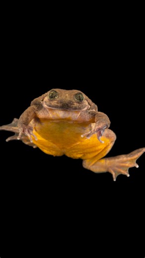 Joel Sartore, Photographer's love letter to the Sehuencas water frog tells the story of a lonely male nicknamed "Romeo" and how the species’ story is one of tragedy—and new hope. Learn more: https://on.natgeo.com/4twfKN1 We’re celebrating 20 years of the National Geographic #PhotoArk, an audacious project documenting the world's incredible biodiversity and highlighting the importance of conservation through photography. Which animal do you want to see next? | National Geographic