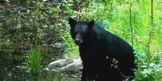 FWC lowers the number of bear hunting permits to be issued