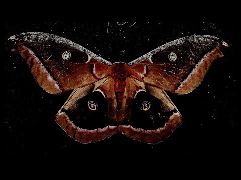 Intro/Imposter Lyric Video