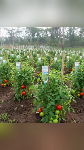 Smart Tomato Farming Techniques in Kenya