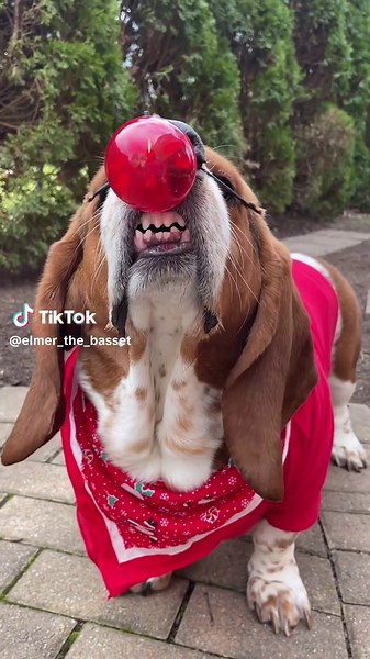 Basset Hound Rudolph Christmas Inflatable