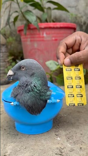Pigeon Treatment at Home 🕊️ | Easy Way to Treat a Sick Pigeon | Pigeon Medicine Guide #pigeon