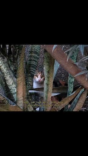 somya on Instagram: "Kedi (2016), a Turkish documentary film directed by Ceyda Torun about the many stray cats that live in Istanbul. . . . . . . . . . . . . . . . . . . . . . . . . . . . . . . . . . . . . . . . . . . . . . . . . . . . . . tags #kedi #instanbulcats #istanbul #catstagram #aesthetics #fyp #explorepage #relatable #nature #lifeisbeautiful #artofnoticing #foryou #turkish #save #viral #instagram #pinterest #calmness"