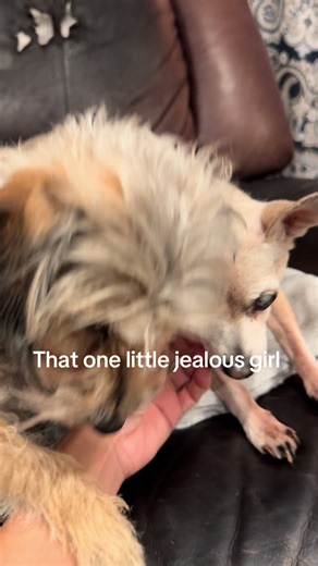 Understanding Female Dog Jealousy Explained