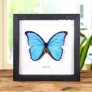Blue Morpho Butterfly (morpho Didius) - Etsy