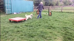 Join our next 4 Week Agility Course  Beginners (Level 1): One of...