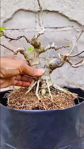 How to Rejuvenate Bonsai Roots & Replace Soil | Step-by-Step Guide