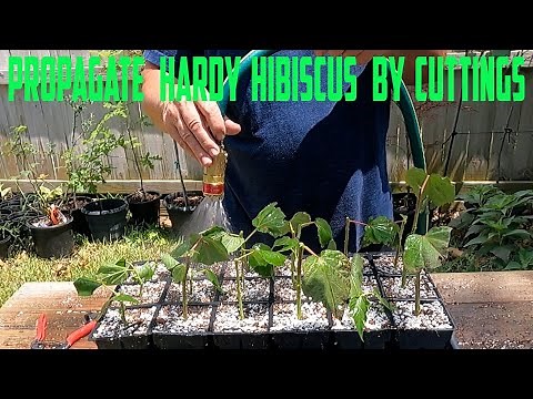 Propagate Hardy Hibiscus by Cuttings