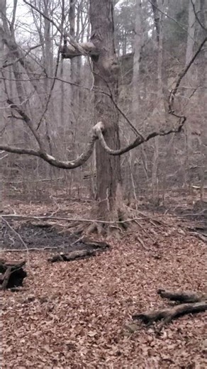 I Mustache You a Question