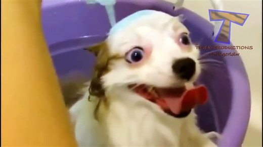 Funny animal compilation, Animals really enjoy bathing Cute and funny animals bathing compilation